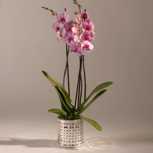 Load image into Gallery viewer, Tissé Round Small Basket