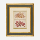 A Pair of Antique Pressed Seaweed Artworks