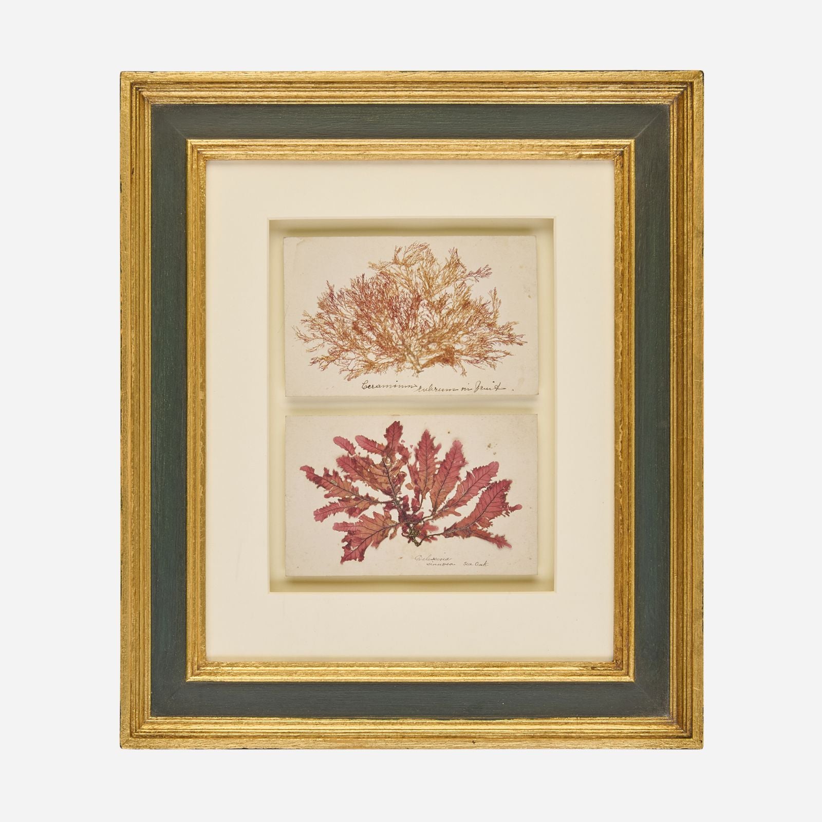 A Pair of Antique Pressed Seaweed Artworks