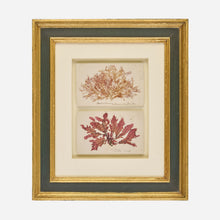 A Pair of Antique Pressed Seaweed Artworks