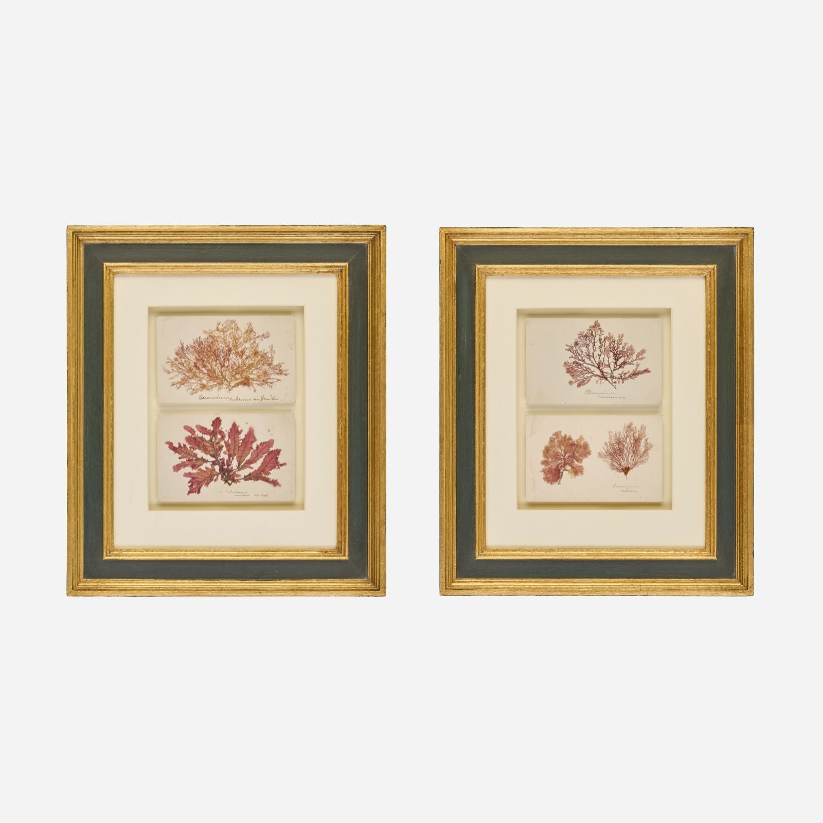 A Pair of Antique Pressed Seaweed Artworks