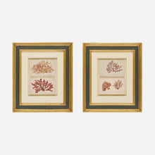 A Pair of Antique Pressed Seaweed Artworks
