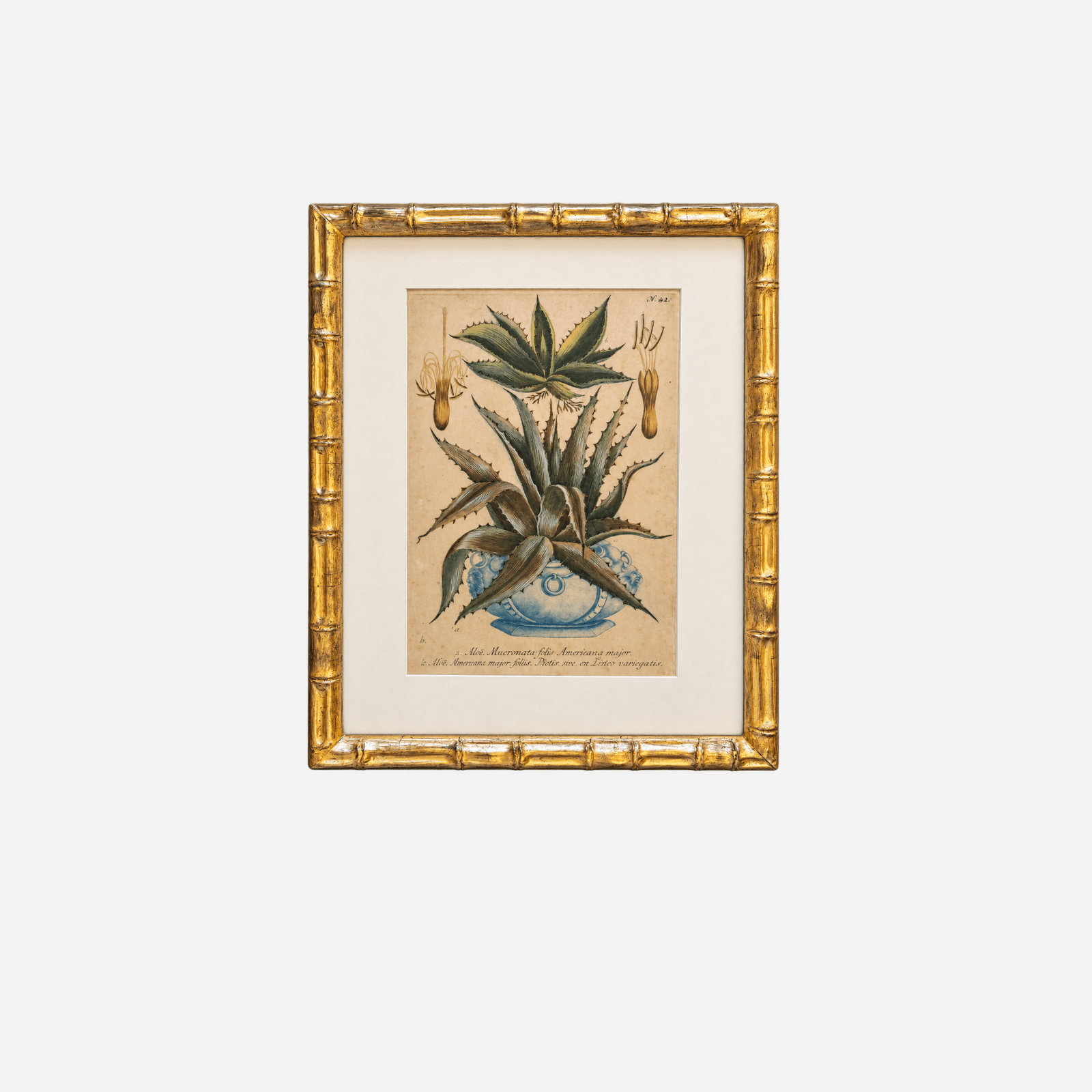 An Antique Framed Aloe Botanical Study Print by Johann Wilhelm Weinmann