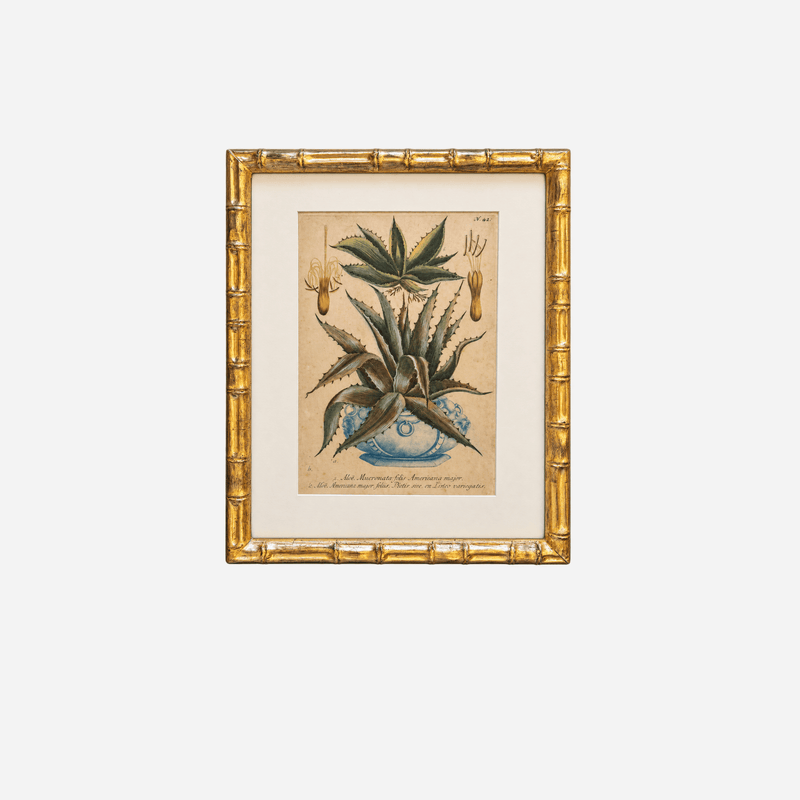 An Antique Framed Aloe Botanical Study Print by Johann Wilhelm Weinmann
