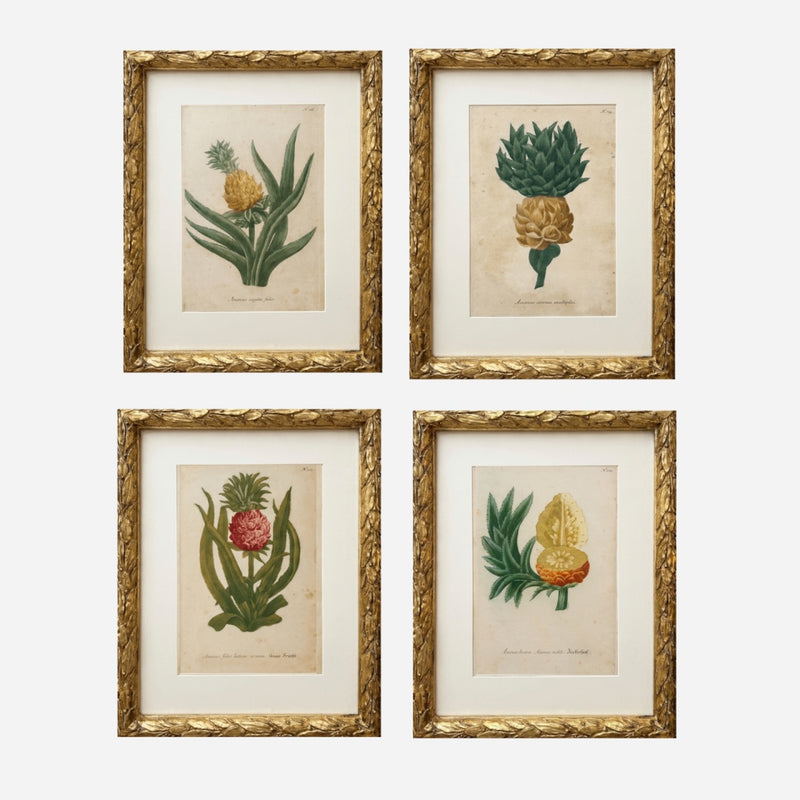 An Antique Set of 4 Pineapple Botanical Prints by Johann Wilhelm Weinmann