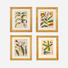 An Antique Set of 4 Framed Botanical Study Prints by Nikolaus Joseph von Jacquin
