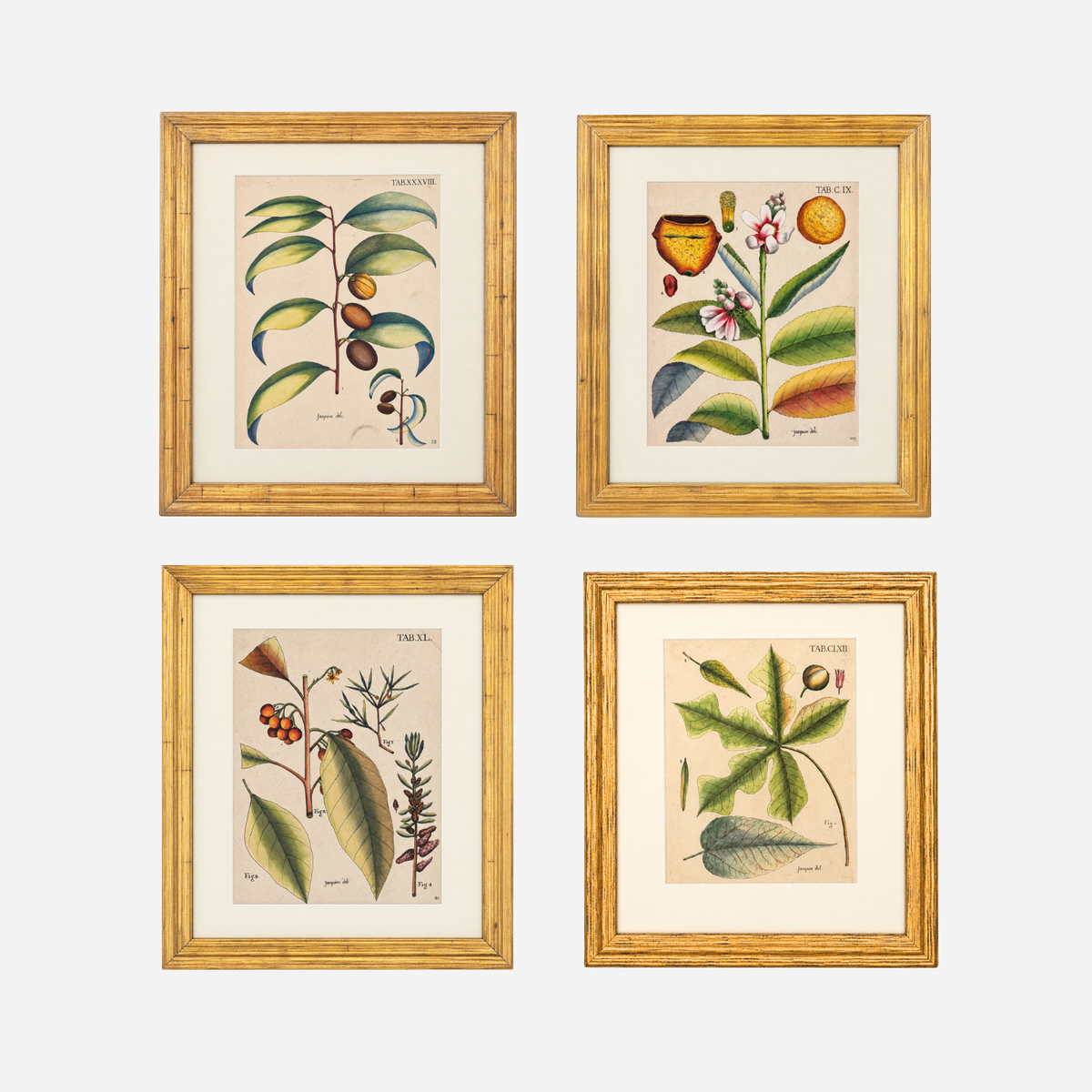 An Antique Set of 4 Framed Botanical Study Prints by Nikolaus Joseph von Jacquin