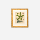 An Antique Set of 4 Framed Botanical Study Prints by Nikolaus Joseph von Jacquin