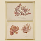 A Pair of Antique Pressed Seaweed Artworks