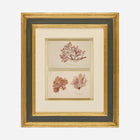 A Pair of Antique Pressed Seaweed Artworks