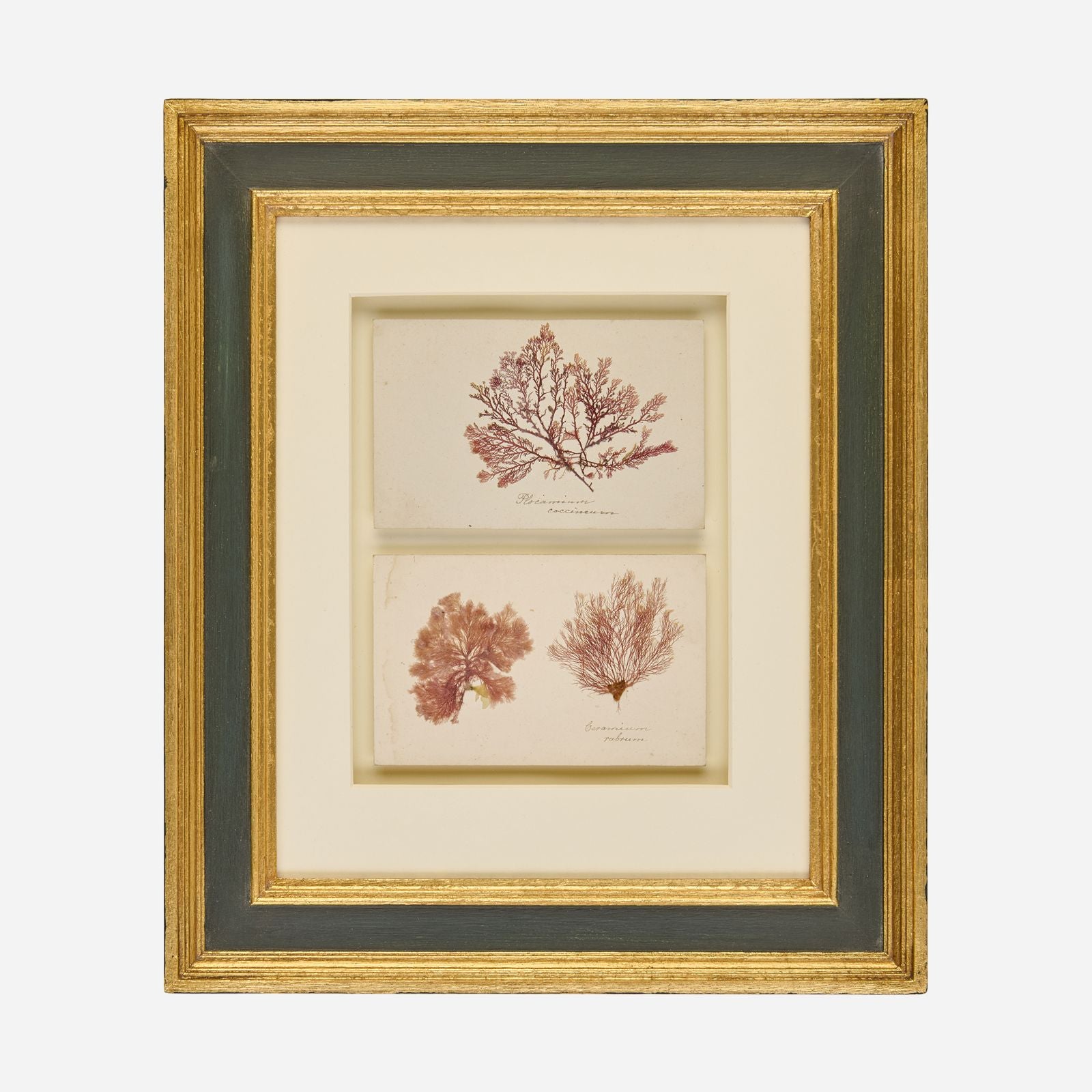 A Pair of Antique Pressed Seaweed Artworks