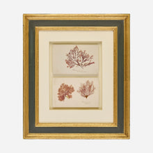 A Pair of Antique Pressed Seaweed Artworks