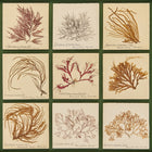 Antique Pressed Seaweed Framed Artwork