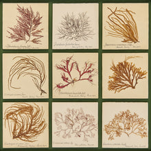 Antique Pressed Seaweed Framed Artwork