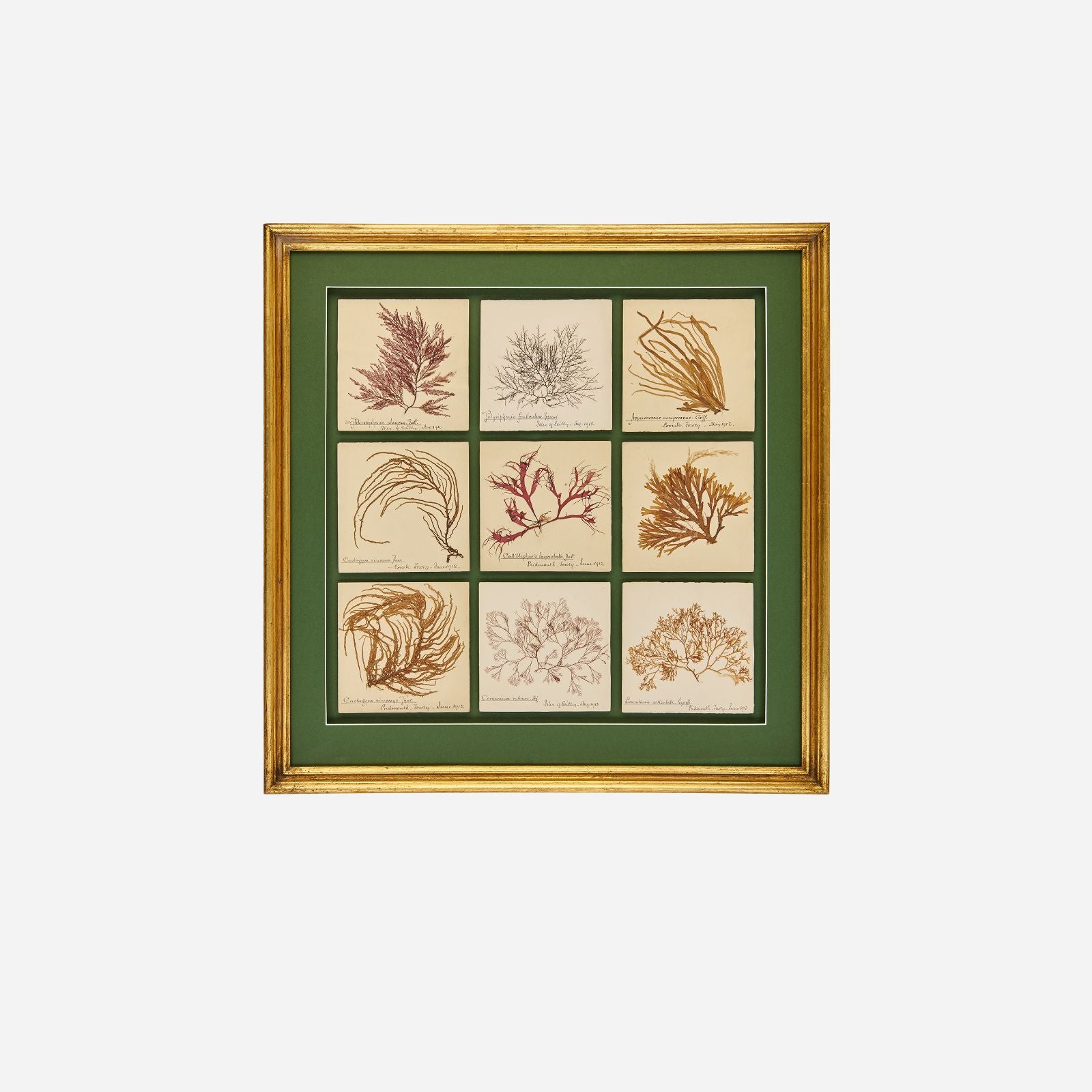Antique Pressed Seaweed Framed Artwork