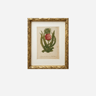 An Antique Pineapple Botanical Print by Johann Wilhelm Weinmann