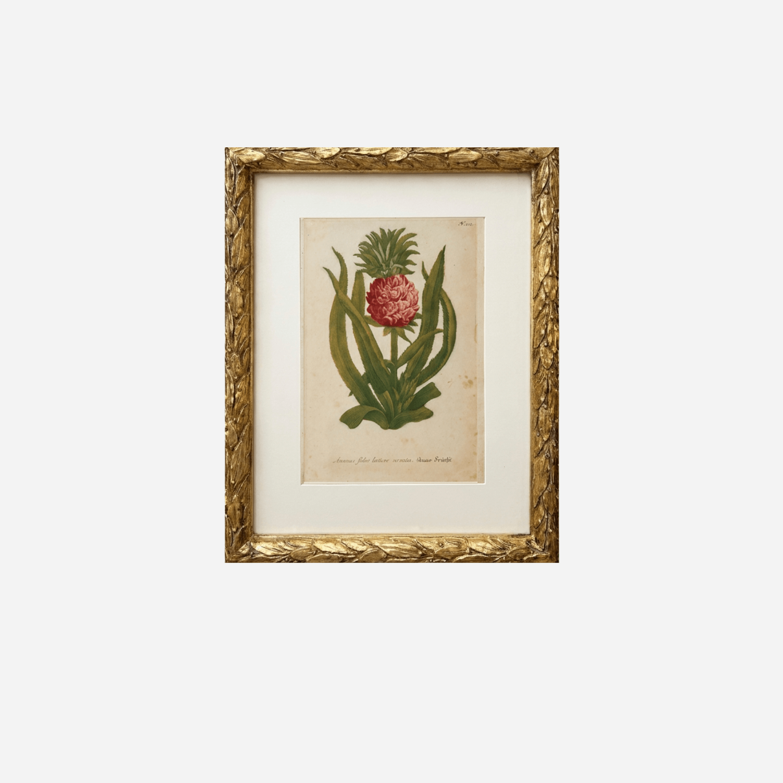 An Antique Pineapple Botanical Print by Johann Wilhelm Weinmann