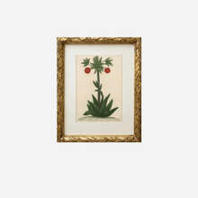 An Antique Pineapple Botanical Print by Johann Wilhelm Weinmann
