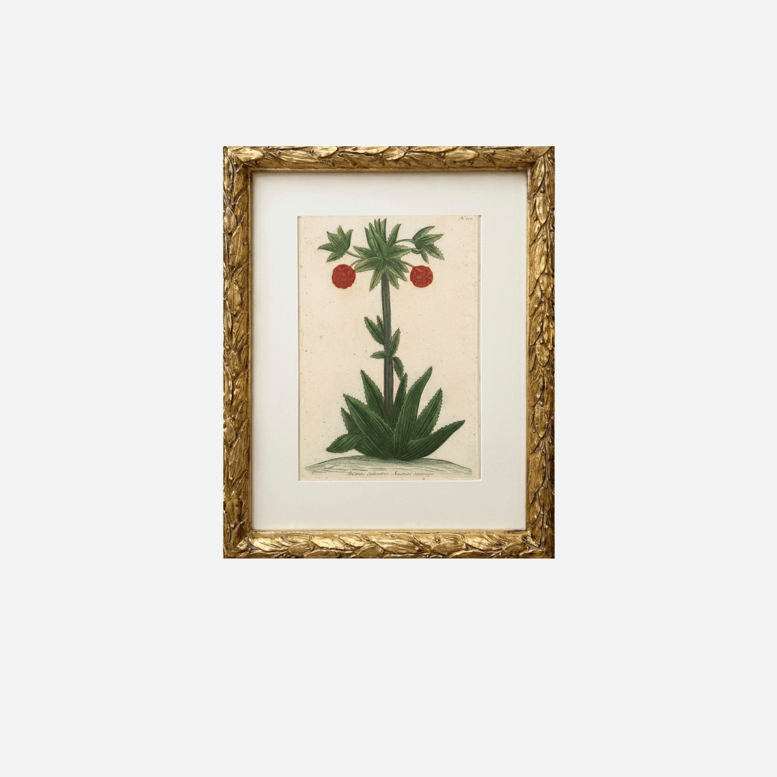 An Antique Brazilian Pineapple Print by Johann Wilhelm Weinmann