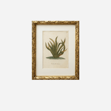 An Antique Pineapple Botanical Print by Johann Wilhelm Weinmann
