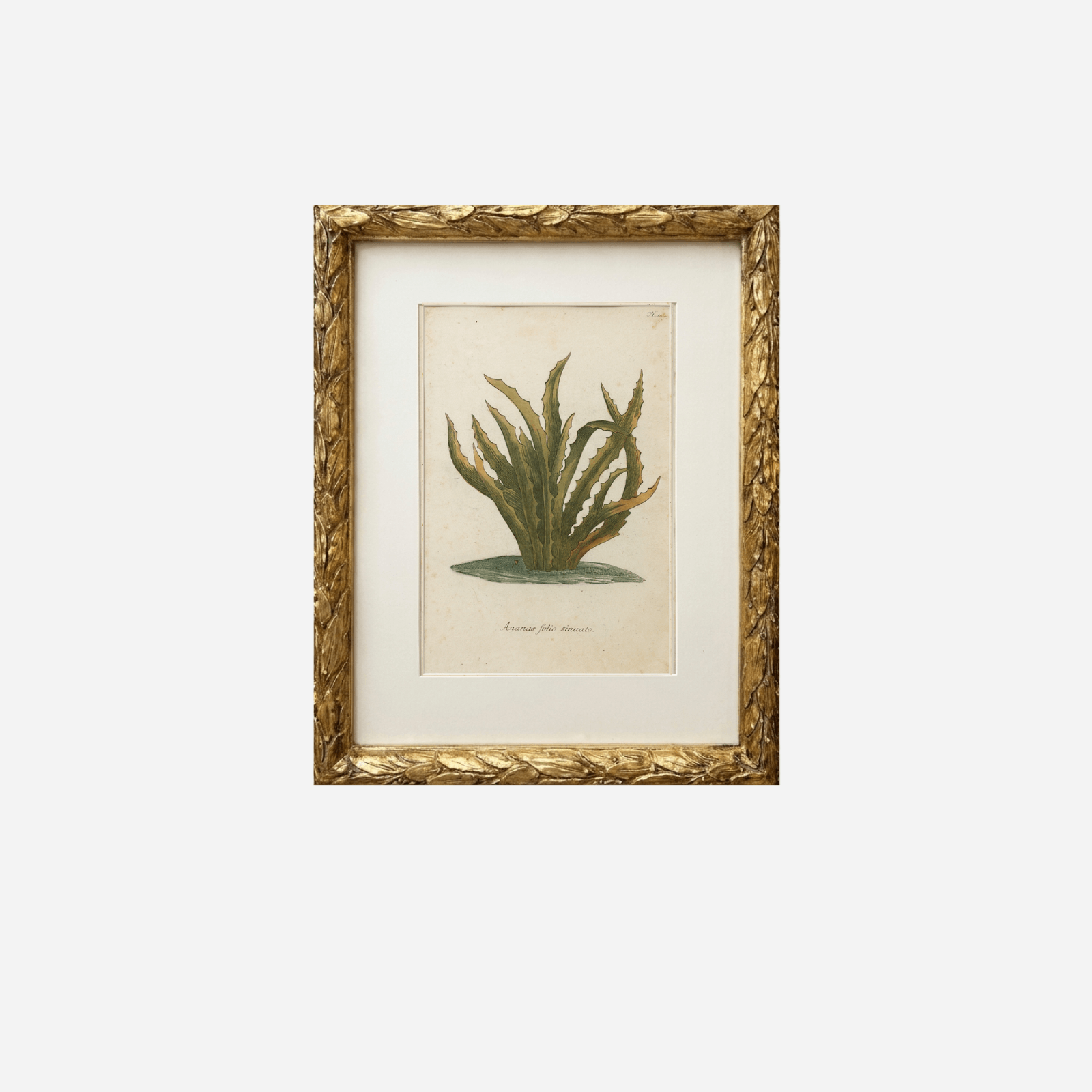 An Antique Sinuate Leaf Pineapple Print by Johann Wilhelm Weinmann