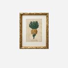 An Antique Pineapple Botanical Print by Johann Wilhelm Weinmann