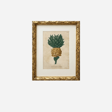 An Antique Pineapple Botanical Print by Johann Wilhelm Weinmann