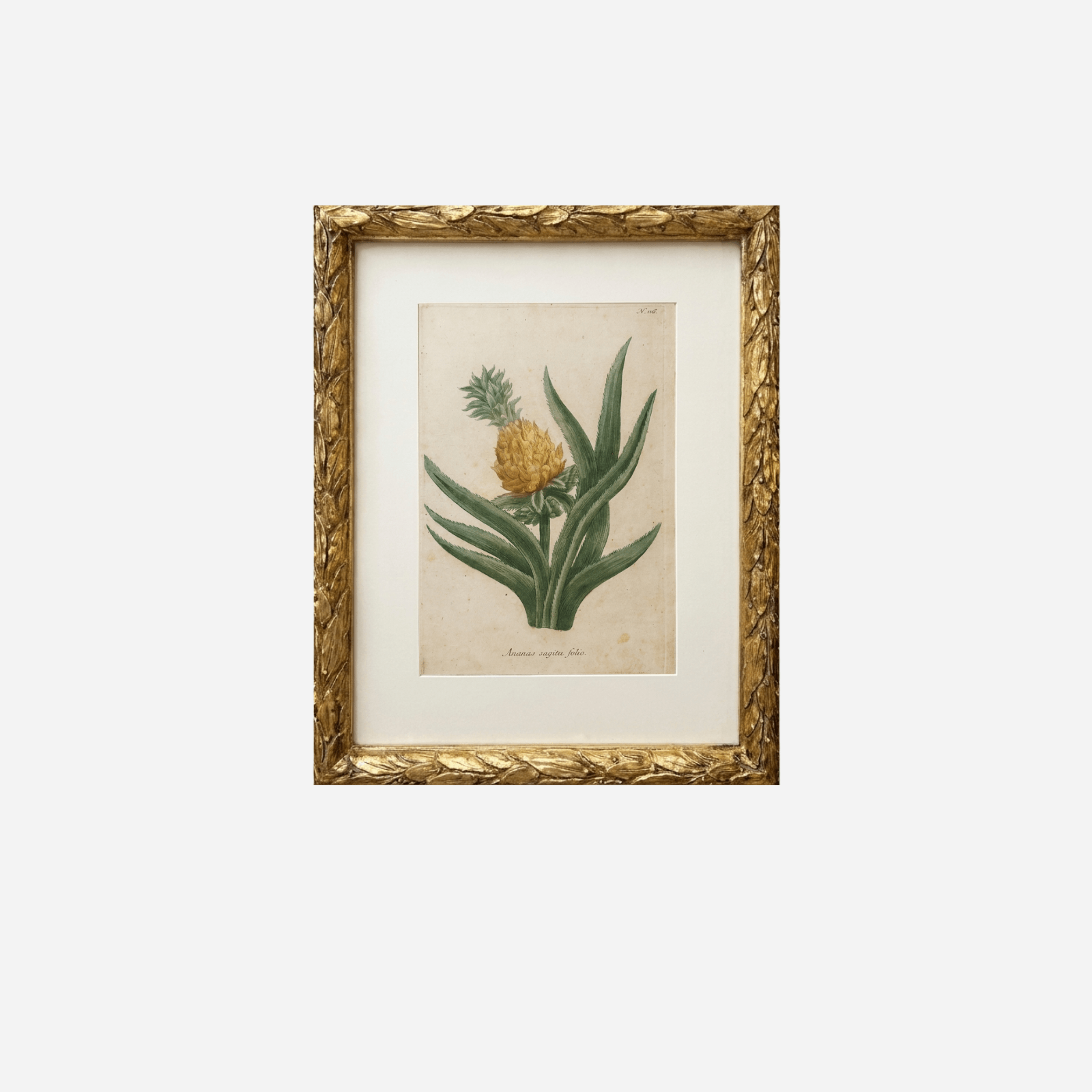 An Antique Pineapple Botanical Print by Johann Wilhelm Weinmann