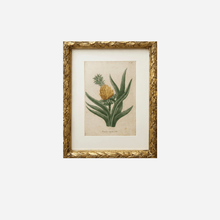 An Antique Pineapple Botanical Print by Johann Wilhelm Weinmann