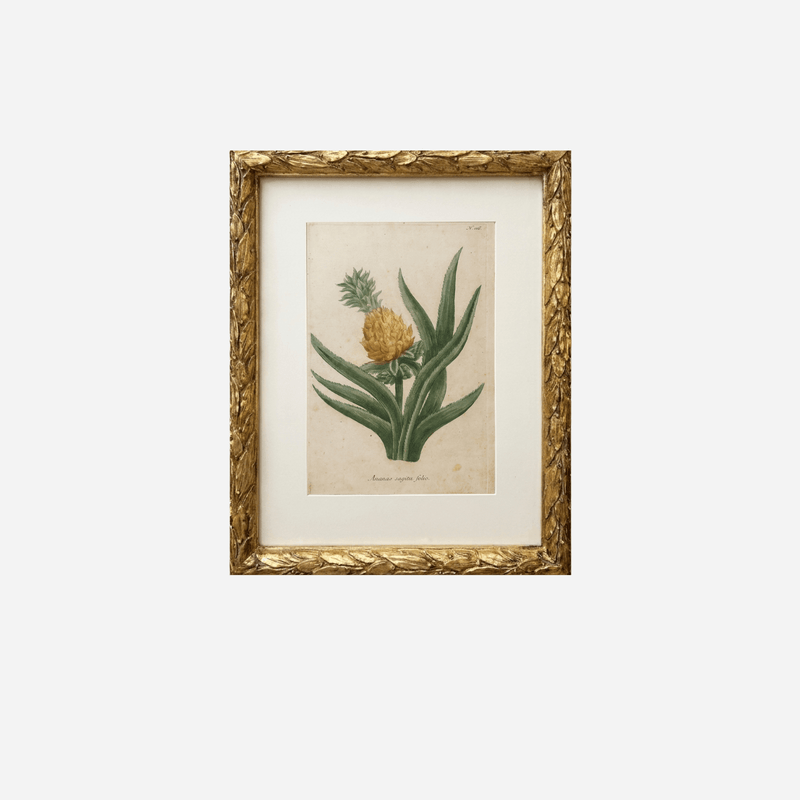 An Antique Set of 4 Pineapple Botanical Prints by Johann Wilhelm Weinmann