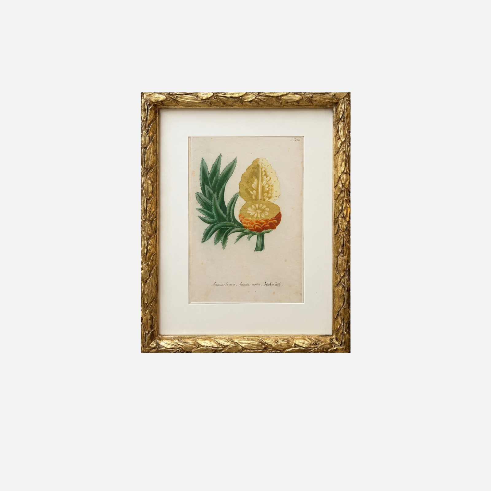 An Antique Pineapple Botanical Print by Johann Wilhelm Weinmann