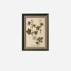 An Antique Set of Framed Botanical Study Prints by Johann Wilhelm Weinmann