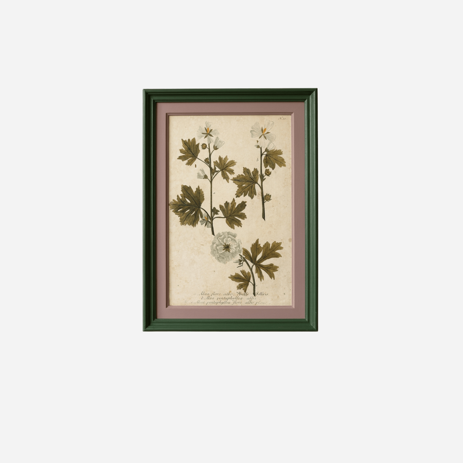 An Antique Set of Framed Botanical Study Prints by Johann Wilhelm Weinmann