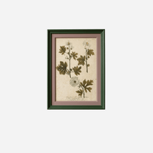 An Antique Set of Framed Botanical Study Prints by Johann Wilhelm Weinmann