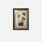 An Antique Set of Framed Botanical Study Prints by Johann Wilhelm Weinmann