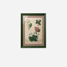 An Antique Set of Framed Botanical Study Prints by Johann Wilhelm Weinmann