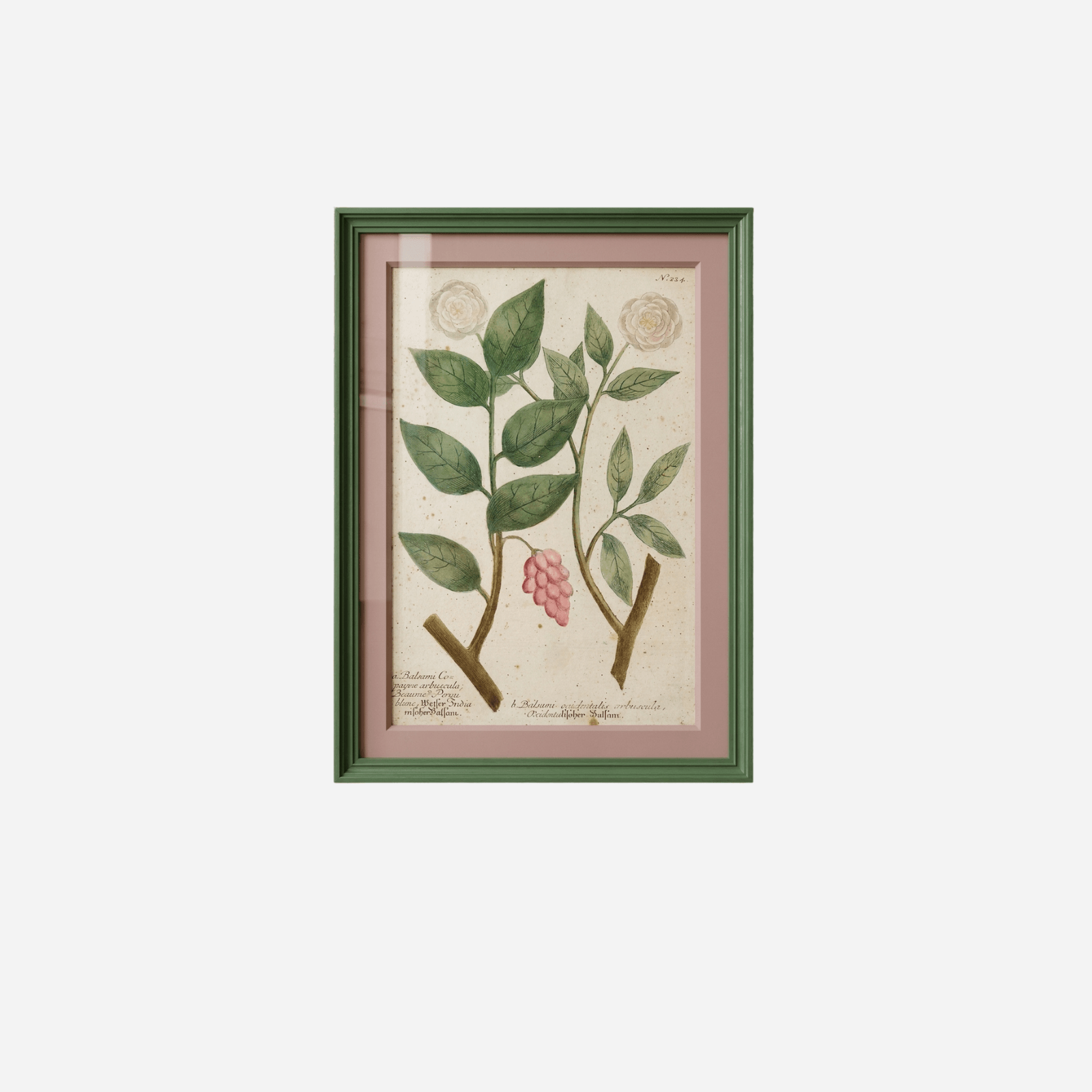 An Antique Set of Framed Botanical Study Prints by Johann Wilhelm Weinmann