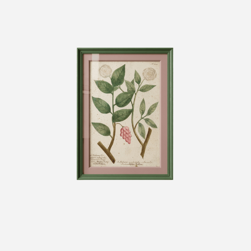 An Antique Set of 4 Framed Botanical Study Prints by Johann Wilhelm Weinmann