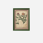 An Antique Set of Framed Botanical Study Prints by Johann Wilhelm Weinmann