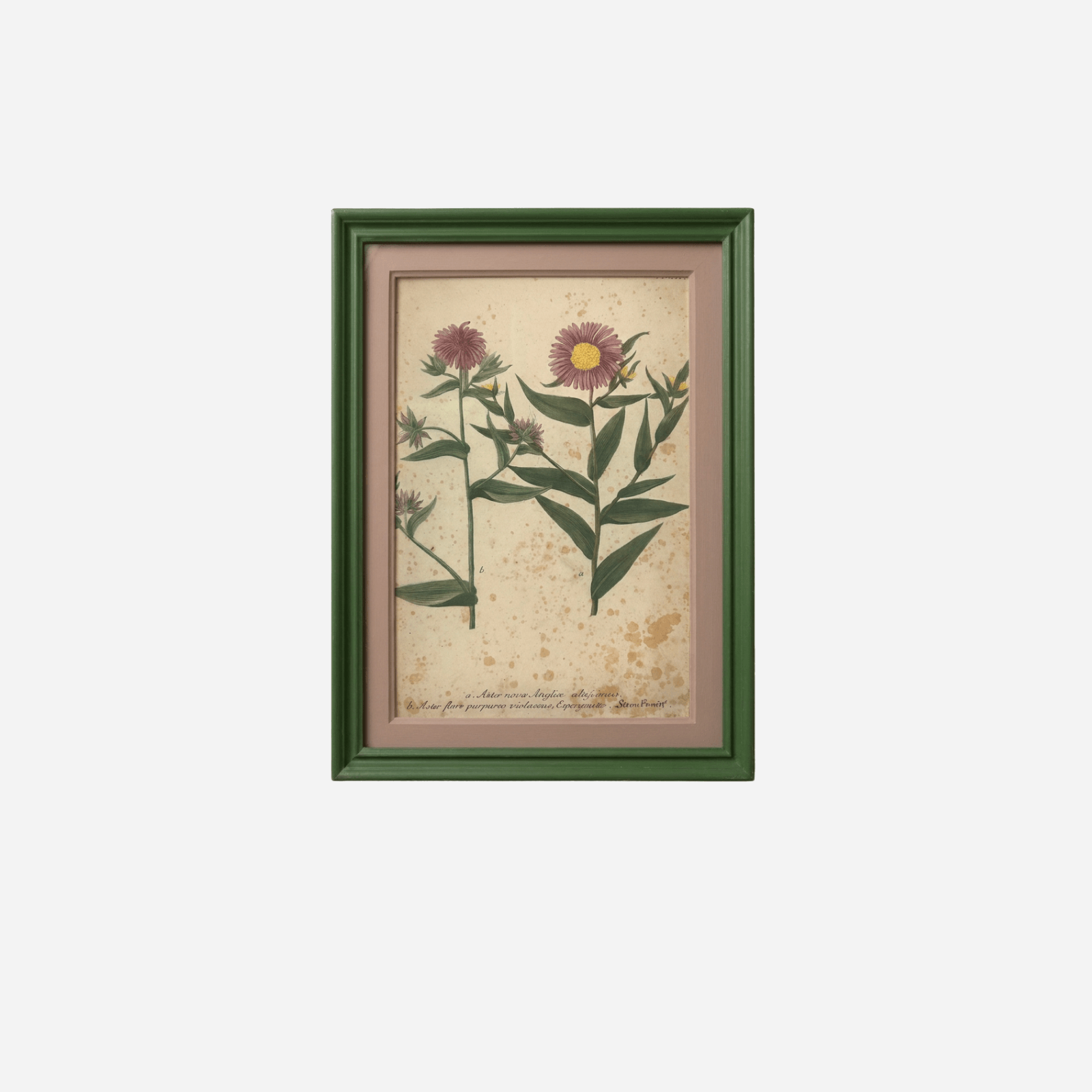 An Antique Set of Framed Botanical Study Prints by Johann Wilhelm Weinmann