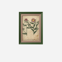 An Antique Set of Framed Botanical Study Prints by Johann Wilhelm Weinmann