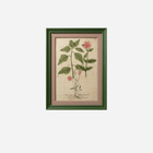An Antique Set of Framed Botanical Study Prints by Johann Wilhelm Weinmann