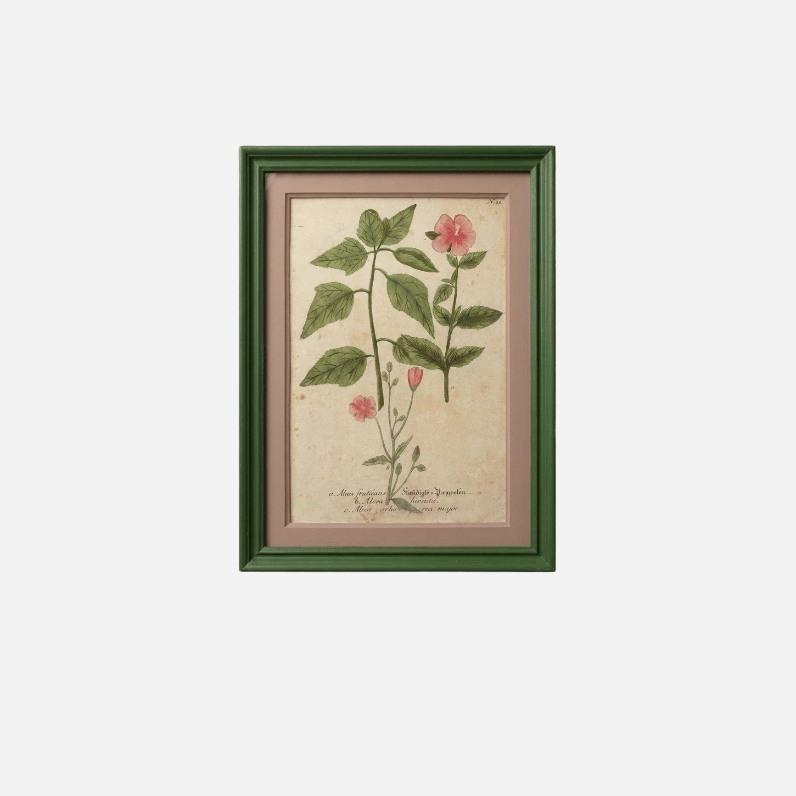 An Antique Set of Framed Botanical Study Prints by Johann Wilhelm Weinmann