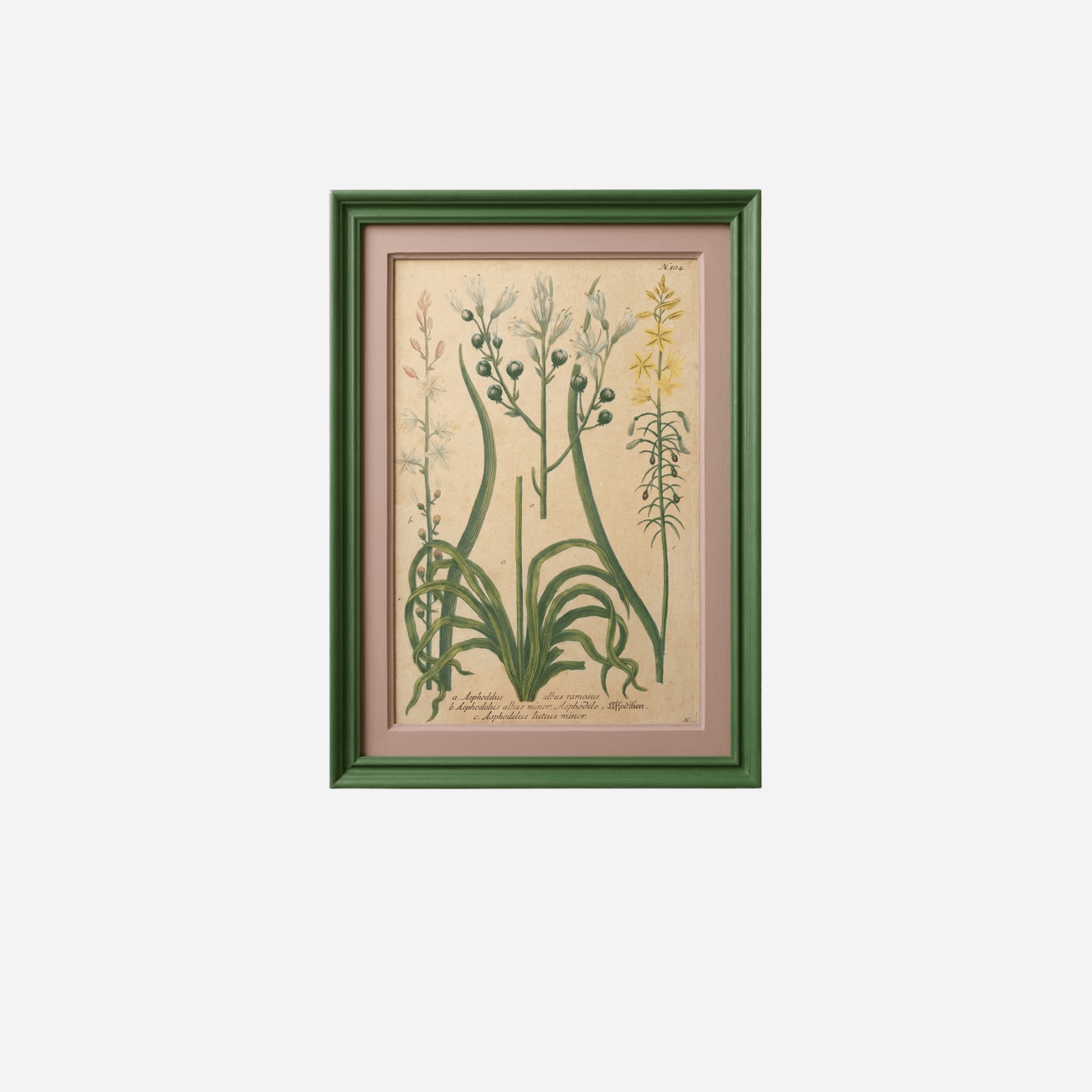 An Antique Set of Framed Botanical Study Prints by Johann Wilhelm Weinmann