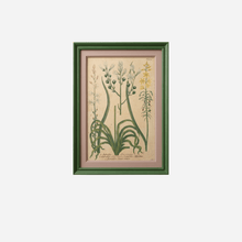 An Antique Set of Framed Botanical Study Prints by Johann Wilhelm Weinmann