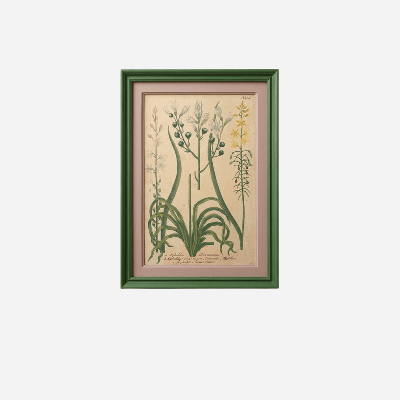 An Antique Set of 4 Framed Botanical Study Prints by Johann Wilhelm Weinmann