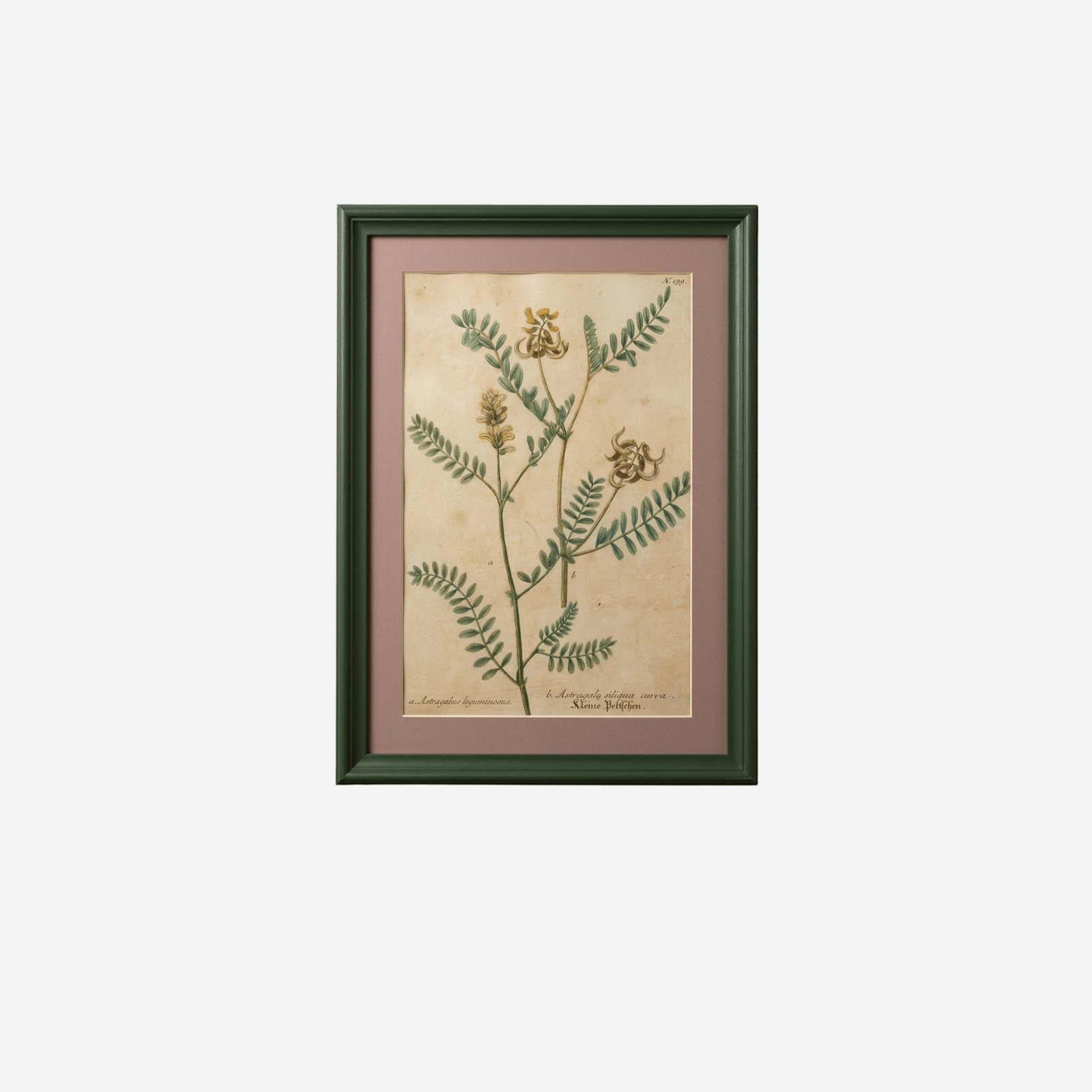 An Antique Set of Framed Botanical Study Prints by Johann Wilhelm Weinmann