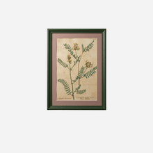 An Antique Set of Framed Botanical Study Prints by Johann Wilhelm Weinmann