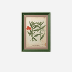 An Antique Set of Framed Botanical Study Prints by Johann Wilhelm Weinmann