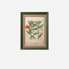 An Antique Set of Framed Botanical Study Prints by Johann Wilhelm Weinmann